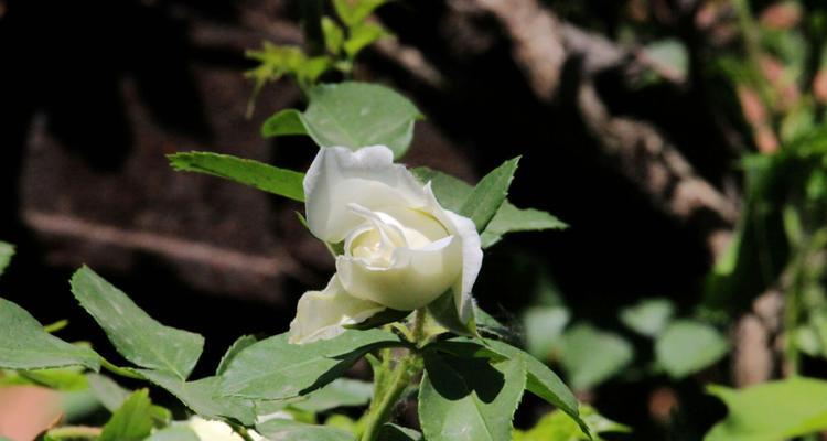 白蔷薇（探寻白蔷薇的象征意义及文化内涵）