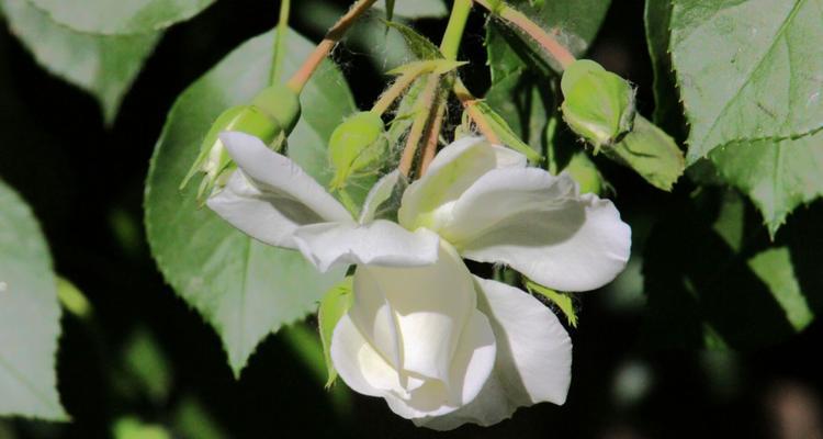 白蔷薇（探寻白蔷薇的象征意义及文化内涵）