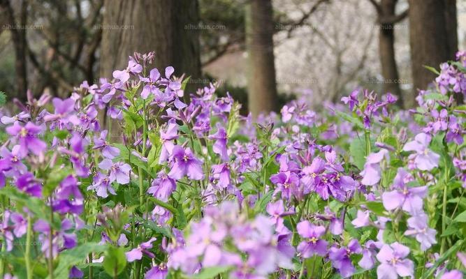 二月兰的花语及其象征意义（美丽而坚韧的二月兰）
