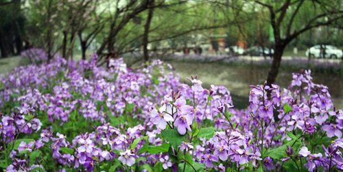 二月兰的花语及其象征意义（美丽而坚韧的二月兰）