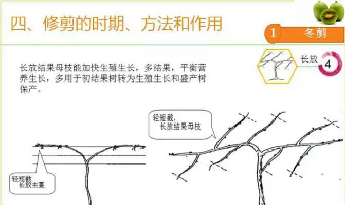 南天竹修剪方法有哪些？如何正确修剪南天竹？