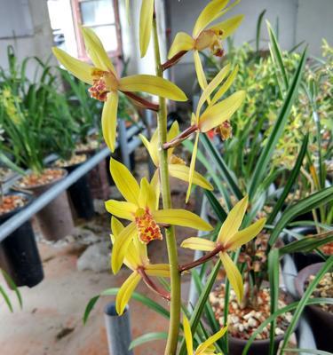 蕙兰花（探寻蕙兰花的花语和象征意义）