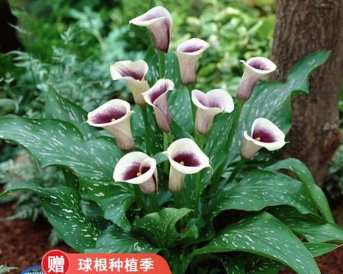 生完孩子送什么花最合适？不同场合的花卉选择指南？