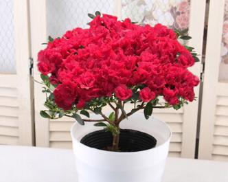 生完孩子送什么花最合适？不同场合的花卉选择指南？