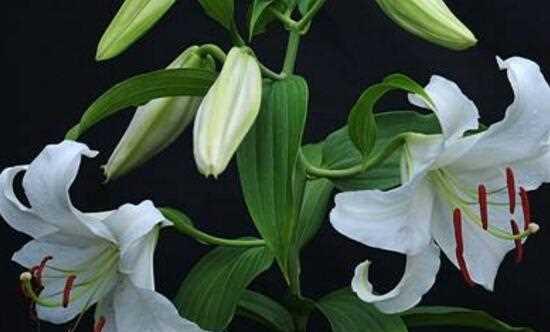 白百合花的花语与象征（白百合花的美丽与纯洁）