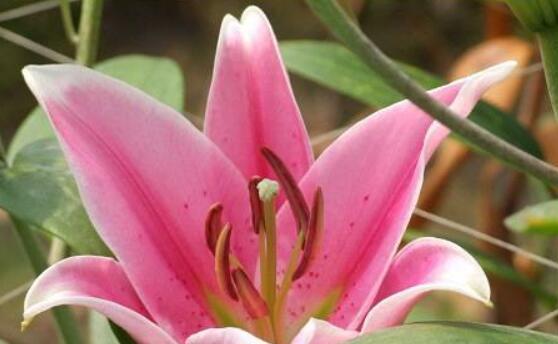 白百合花的花语与象征（白百合花的美丽与纯洁）