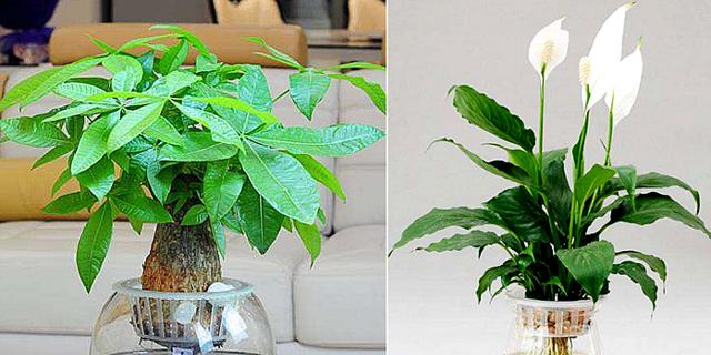 发财树水培养殖方法有哪些？如何正确进行水培？