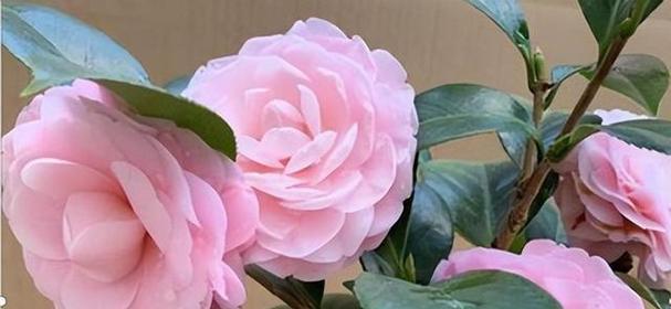 山茶花的花语与寓意（揭开山茶花的情感密码）