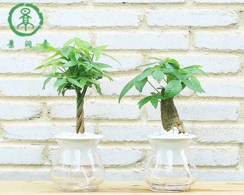 发财树水培养殖方法有哪些？如何正确进行水培？