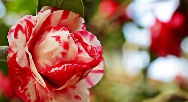 山茶花的花语与寓意（揭开山茶花的情感密码）