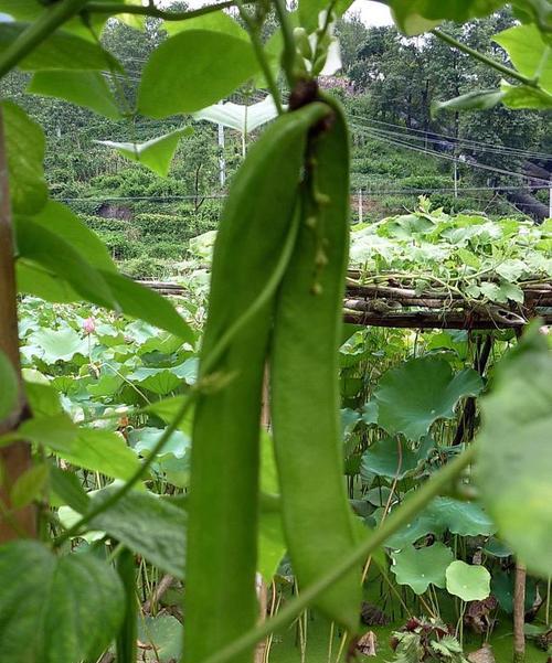 大刀豆种植的最佳时间是什么时候？如何正确种植大刀豆？