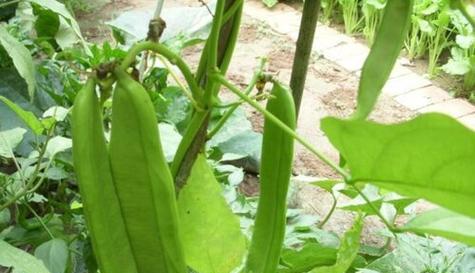 大刀豆种植的最佳时间是什么时候？如何正确种植大刀豆？