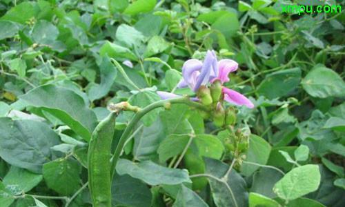 大刀豆种植的最佳时间是什么时候？如何正确种植大刀豆？