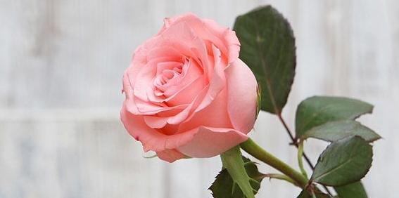 玫瑰花的寓意与传达情感的艺术（以送玫瑰花几朵的含义为主题的探索与解读）