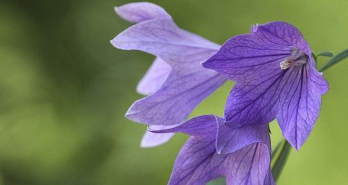 桔梗花代表什么？桔梗花的寓意和花语是什么？