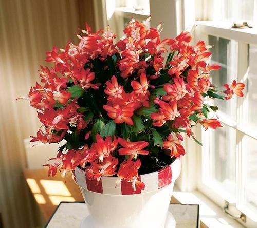 花的毁灭与重生（探索代表毁灭与重生的花朵）