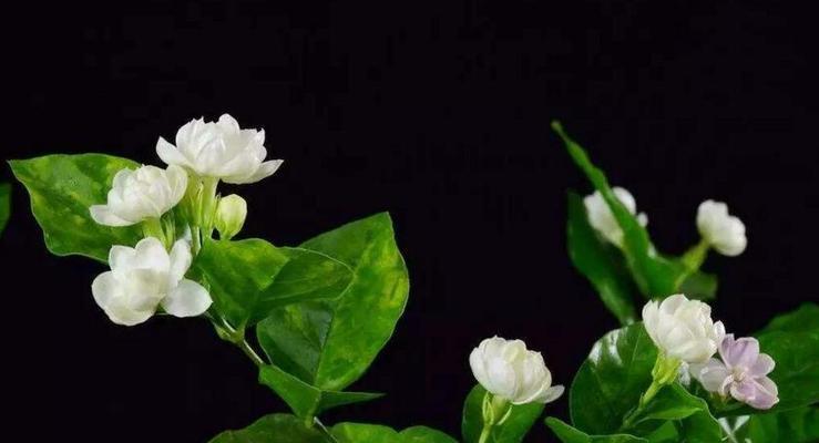 花的毁灭与重生（探索代表毁灭与重生的花朵）