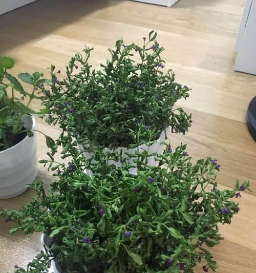 满天星花蔫了怎么办？如何快速恢复其生机？