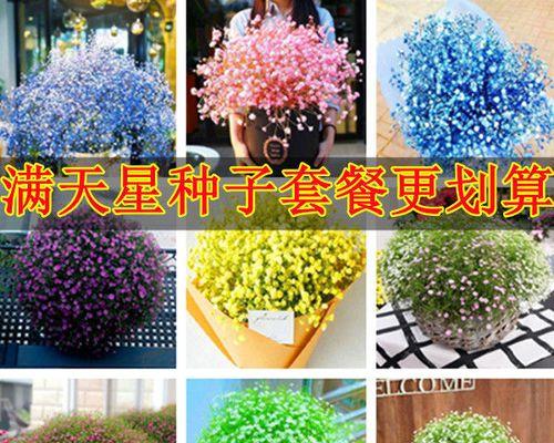 满天星花蔫了怎么办？如何快速恢复其生机？