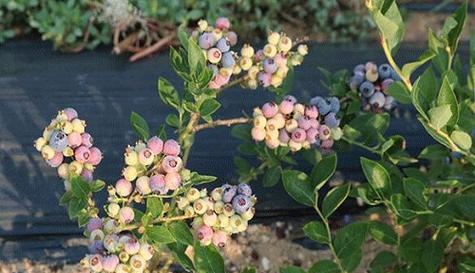 蓝莓树冬天会冻死吗？如何在寒冷季节保护蓝莓树？