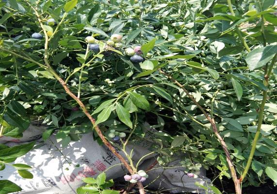 蓝莓树冬天会冻死吗？如何在寒冷季节保护蓝莓树？