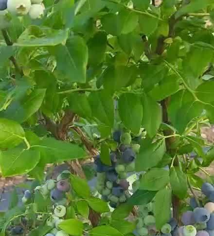 蓝莓树冬天会冻死吗？如何在寒冷季节保护蓝莓树？