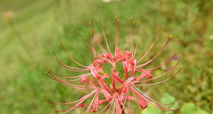 彼岸花（生命的转折点）