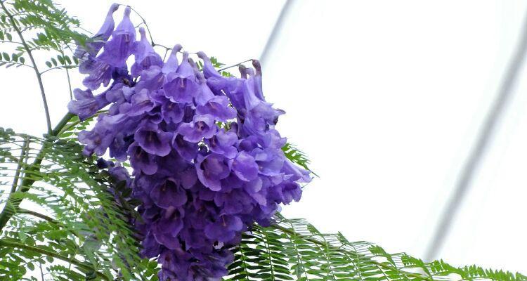 以蓝花楹的花语——忠诚与希望（表达爱的美丽语言）