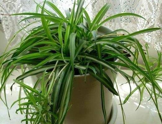 吊兰多久浇一次水？如何判断吊兰的浇水时机？