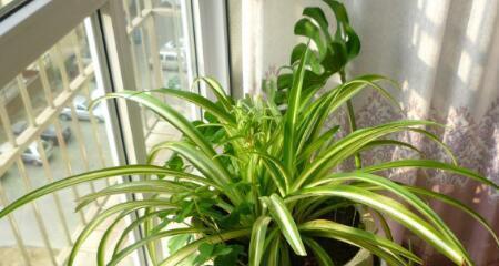 吊兰多久浇一次水？如何判断吊兰的浇水时机？