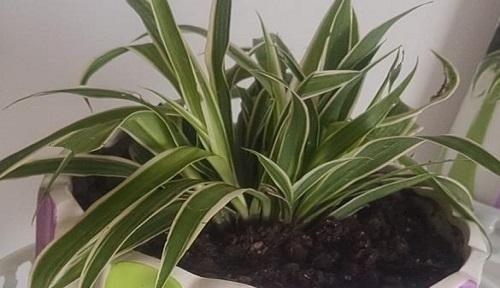 吊兰多久浇一次水？如何判断吊兰的浇水时机？