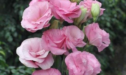 薄雪草（用花语诉说真情）