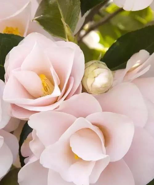 薄雪草（用花语诉说真情）