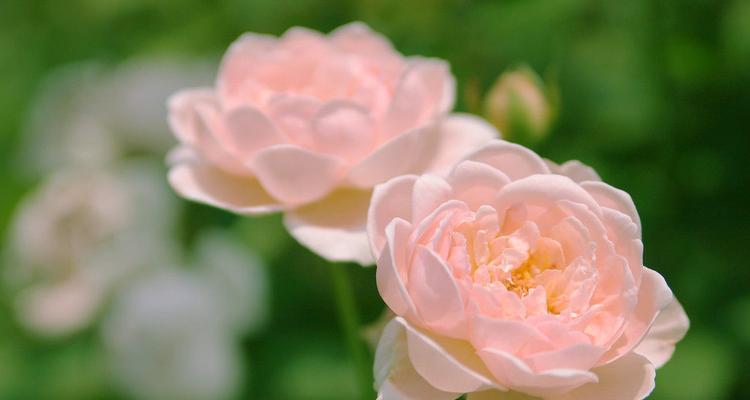 薄雪草（用花语诉说真情）