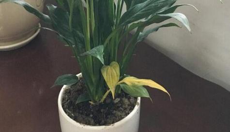 春雨叶片发黄是什么原因？如何处理？