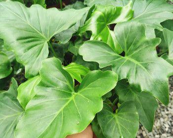 春雨叶片发黄是什么原因？如何处理？