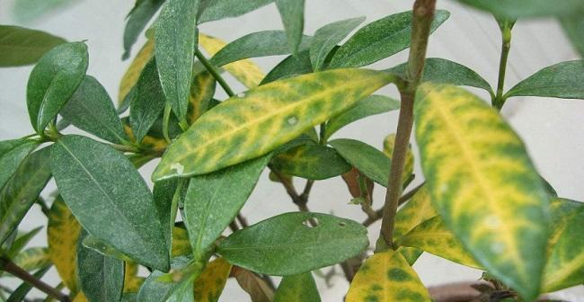 春雨叶片发黄是什么原因？如何处理？