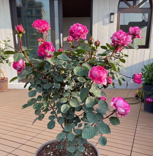 美人月季的优缺点是什么？如何克服美人月季的缺点？