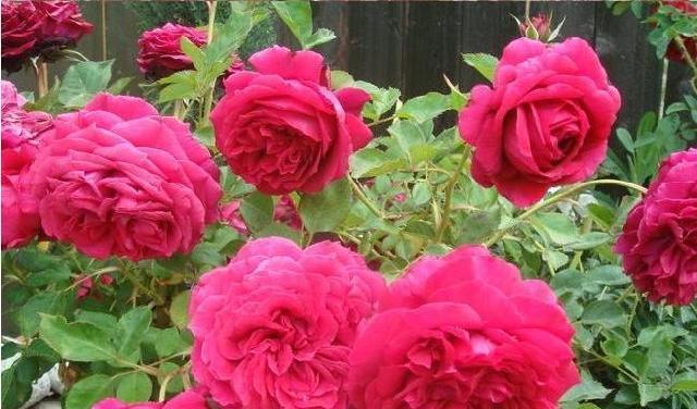 美人月季的优缺点是什么？如何克服美人月季的缺点？