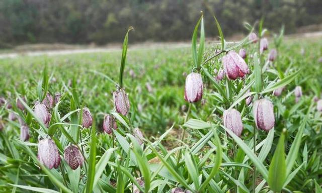 贝母生长环境有哪些要求？适宜生长的地方条件是什么？