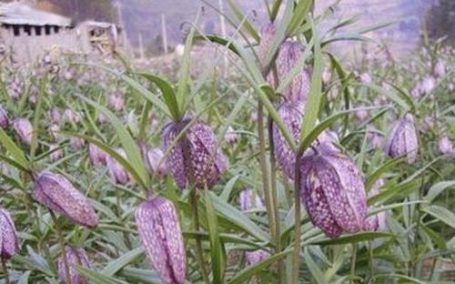 贝母生长环境有哪些要求？适宜生长的地方条件是什么？