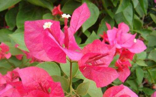 三角梅花期多长时间?如何延长花期? 三角梅花期多长时间?如何延长花期?