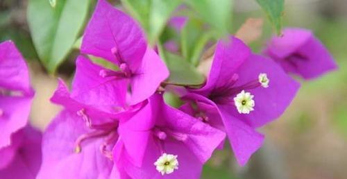 三角梅花期多长时间?如何延长花期? 三角梅花期多长时间?如何延长花期?