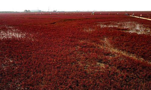 红海滩是由哪种植物构成的？红海滩的植物类别有哪些特点？