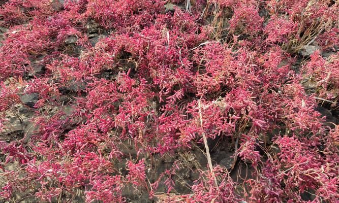 红海滩是由哪种植物构成的？红海滩的植物类别有哪些特点？