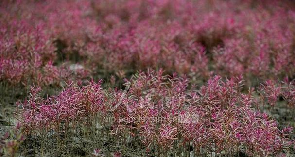 红海滩是由哪种植物构成的？红海滩的植物类别有哪些特点？