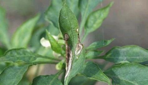 李子炭疽病的发病原因是什么？有效治疗方法有哪些？