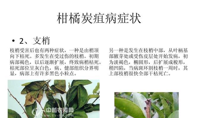 李子炭疽病的发病原因是什么？有效治疗方法有哪些？