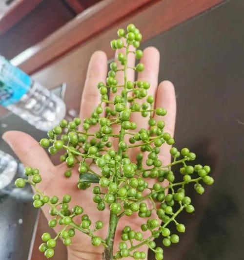 花椒底施什么肥效果最佳？施肥与管理的正确方法是什么？