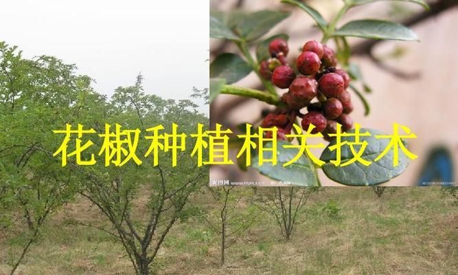 花椒底施什么肥效果最佳？施肥与管理的正确方法是什么？